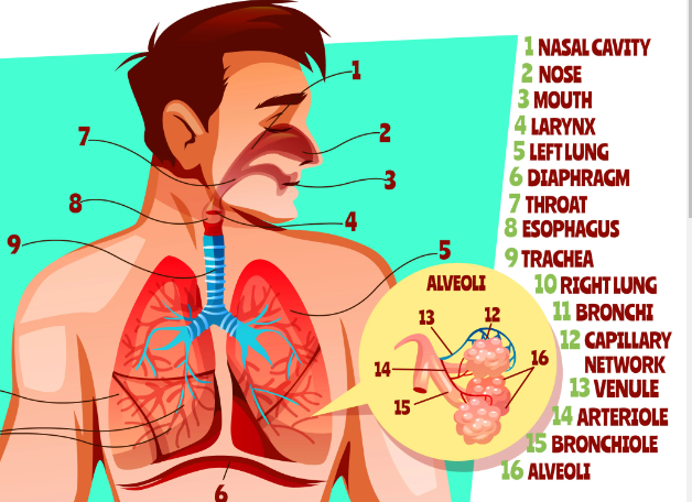 sebutkan Gangguan atau Penyakit pada Sistem Pernapasan Manusia dan Penyebabnya