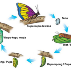 ketika ulat menjadi dewasa bentuknya akan menjadi