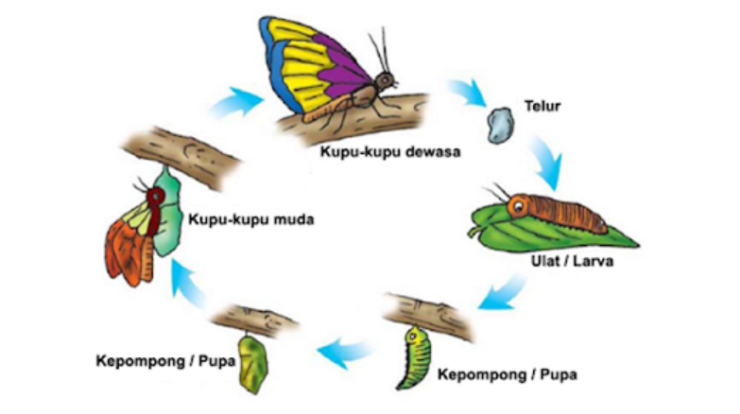 ketika ulat menjadi dewasa bentuknya akan menjadi