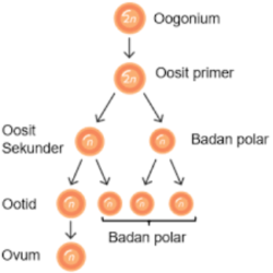 Pernyataan yang benar mengenai oogenesis