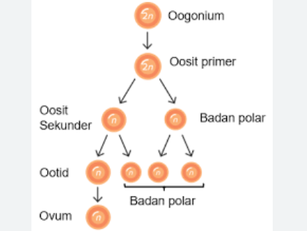 Pernyataan yang benar mengenai oogenesis