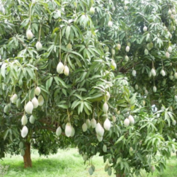 mengembangbiakkan pohon mangga mengembangbiakkan pohon mangga