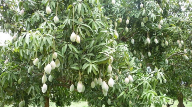 mengembangbiakkan pohon mangga mengembangbiakkan pohon mangga