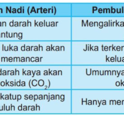 pembuluh darah pembuluh darah
