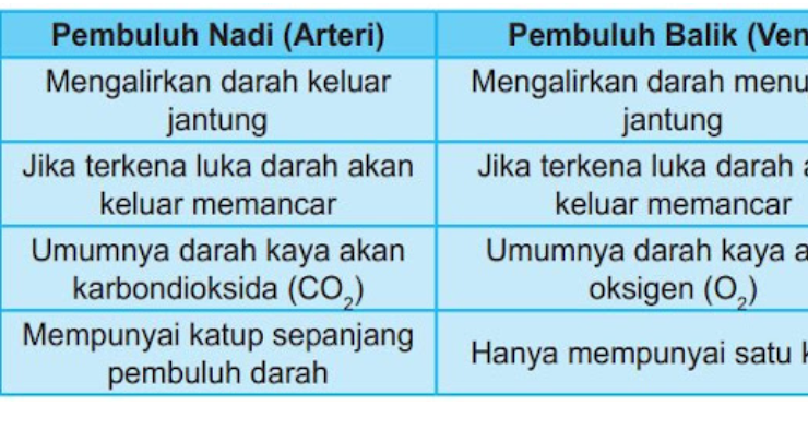 pembuluh darah pembuluh darah