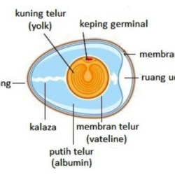 Cadangan makanan anak ayam sebelum menetas