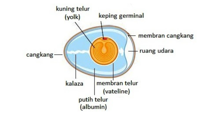 Cadangan makanan anak ayam sebelum menetas