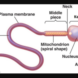 Mengapa sperma memiliki bagian kepala meruncing