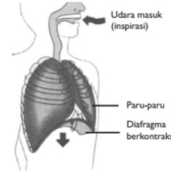 Pernyataan yang benar tentang mekanisme inspirasi adalah ....