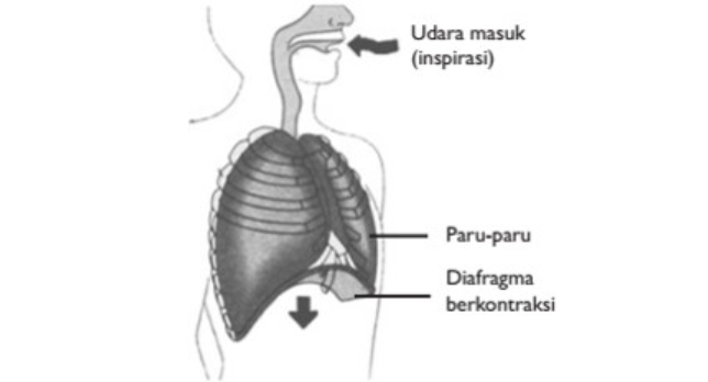 Pernyataan yang benar tentang mekanisme inspirasi adalah ....