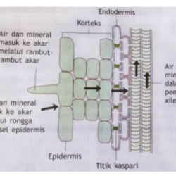 Proses Perjalanan Air Tanah