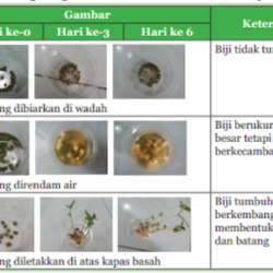 Bagaimana Biji Dapat Tumbuh Baik di Berbagai Keadaan Bagaimana Biji Dapat Tumbuh Baik di Berbagai Keadaan