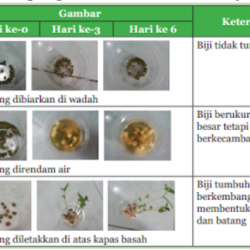 Bagaimana Biji Dapat Tumbuh Baik di Berbagai Keadaan