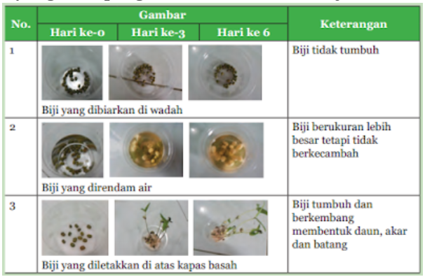Bagaimana Biji Dapat Tumbuh Baik di Berbagai Keadaan Bagaimana Biji Dapat Tumbuh Baik di Berbagai Keadaan