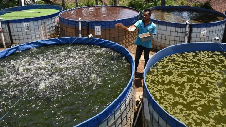 Inovasi Terbaru dalam Pengembangan Teknologi Bioflok