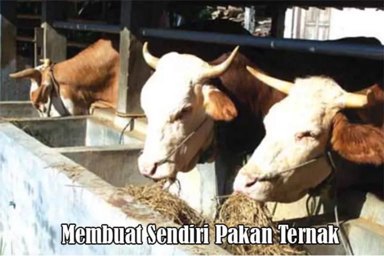 Inovasi Terkini dalam Penelitian Teknologi Fermentasi Ternak