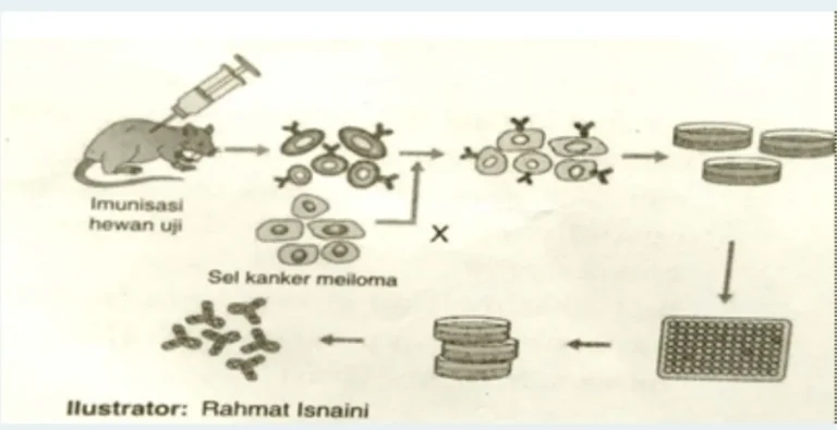 Inovasi Terkini dalam Teknologi Proses Antibodi Monoklonal