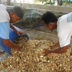 Keunggulan Ekonomi dan Lingkungan Teknologi Fermentasi