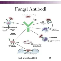Terobosan Terkini: Pembuatan Antibodi Monoklonal dan Aplikasinya yang Revolusioner