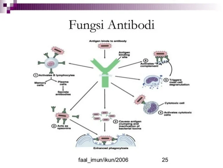 Pembuatan Antibodi Monoklonal: Proses dan Aplikasi