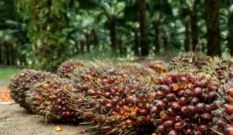 Penerapan Big Data dan Analitika dalam Pengelolaan Perkebunan