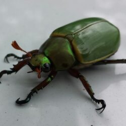 Bug Anonytun