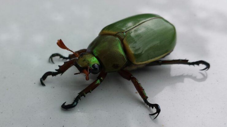 Bug Anonytun