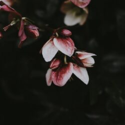 Tema Instagram Hitam