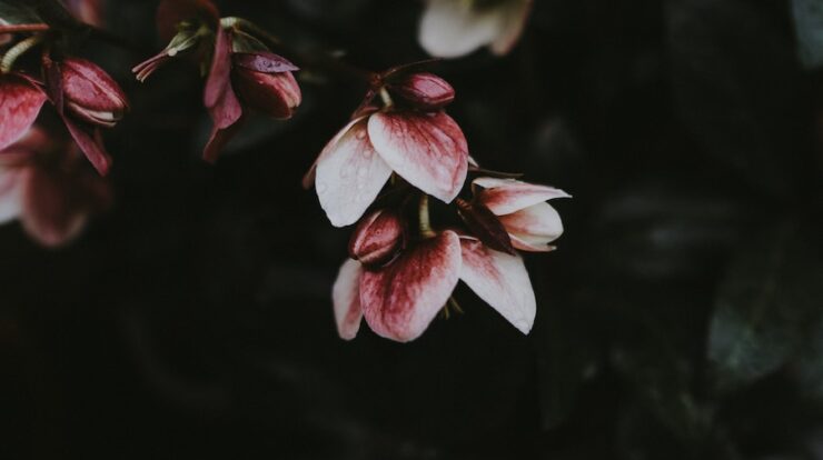 Tema Instagram Hitam